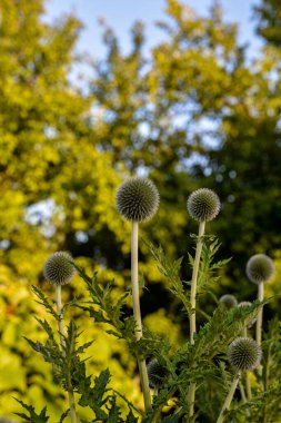 Globe Thistle Echinops Sphaerocephalus, taze yeşil dikenli devedikenler, geniş detaylı bitkiler yakın plan, çoklu küresel çiçek başları, kıllı yapraklar, nazik bokeh