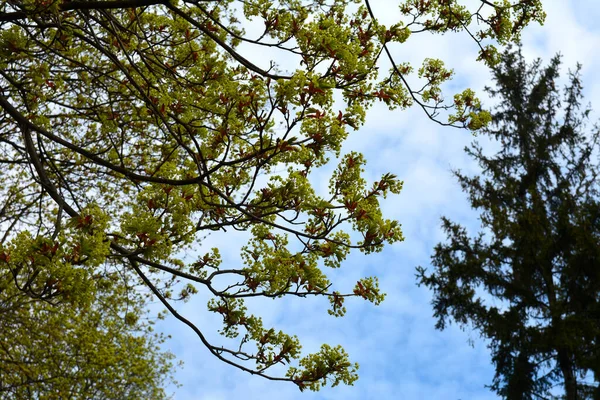 春には フィールドメープルツリーの葉や花に芽が開き Acerのキャンペーン — ストック写真