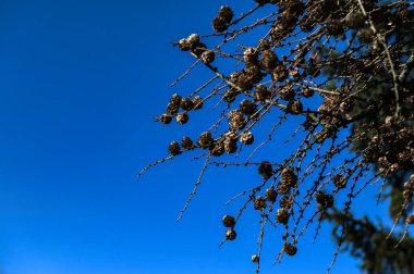 Avrupa Karaçam Ağacı 'nın kurumuş kozalakları ve yaprakları koni ile kurumuş karaçam dalları. Avrupa karaçamaları (Larix decidua) ağaç dalları üzerinde kuru tohumlar. .