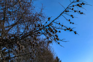 Avrupa Karaçam Ağacı 'nın kurumuş kozalakları ve yaprakları koni ile kurumuş karaçam dalları. Avrupa karaçamaları (Larix decidua) ağaç dalları üzerinde kuru tohumlar. .