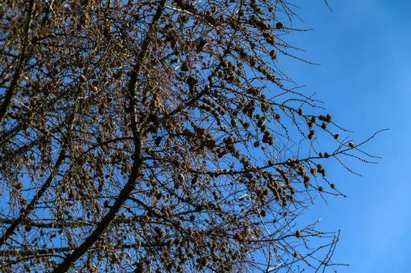 ヨーロッパのカラマツの木の乾燥したカラマツの枝の乾燥した枯れたコーンと葉 ヨーロッパのカラマツ Larix Decua 木の枝に乾燥した種子コーン — ストック写真