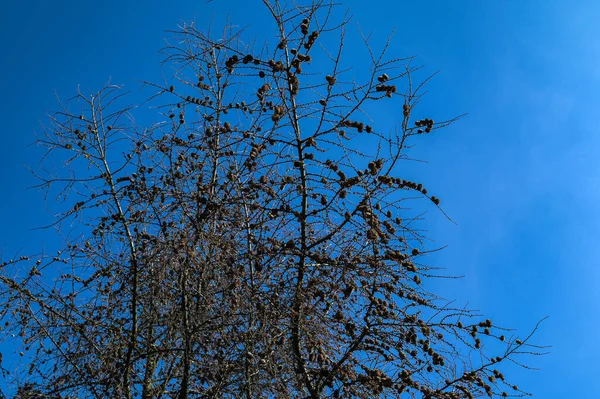 Avrupa Karaçam Ağacı Nın Kurumuş Kozalakları Yaprakları Koni Ile Kurumuş — Stok fotoğraf