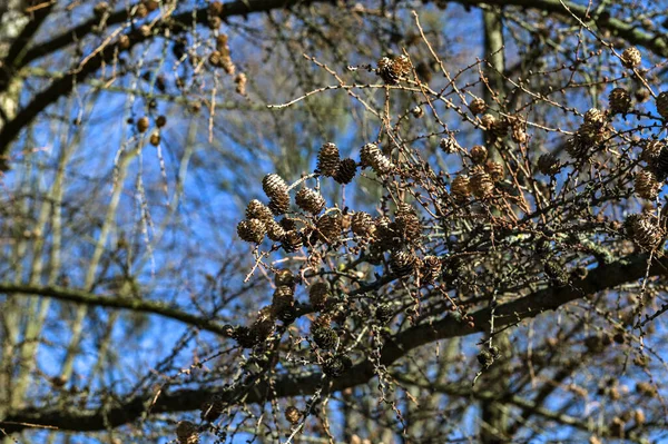 ヨーロッパのカラマツの木の乾燥したカラマツの枝の乾燥した枯れたコーンと葉 ヨーロッパのカラマツ Larix Decua 木の枝に乾燥した種子コーン — ストック写真