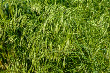 Bahar mevsiminde güneşte taze yeşil otlar (Bromus sterilizasyonu) Poaceae ailesine aittir. Bromus (çim) yabani otların arasında çayırlarda yetişir..