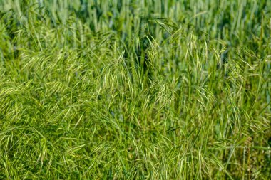 Bahar mevsiminde güneşte taze yeşil otlar (Bromus sterilizasyonu) Poaceae ailesine aittir. Bromus (çim) yabani otların arasında çayırlarda yetişir..