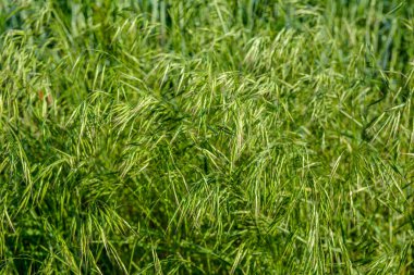 Bahar mevsiminde güneşte taze yeşil otlar (Bromus sterilizasyonu) Poaceae ailesine aittir. Bromus (çim) yabani otların arasında çayırlarda yetişir..