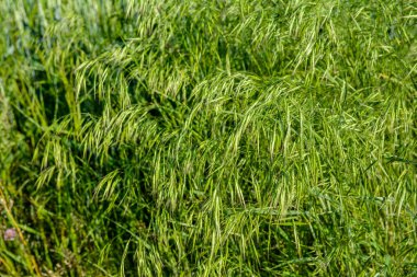 Bahar mevsiminde güneşte taze yeşil otlar (Bromus sterilizasyonu) Poaceae ailesine aittir. Bromus (çim) yabani otların arasında çayırlarda yetişir..