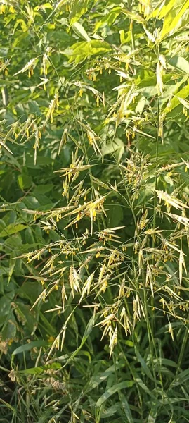 春に太陽の下で花序 ブロムス滅菌 の耳を持つ新鮮な緑の草 不毛のブロムは ポア科に属します ブロムス 野生の草原草の間の牧草地で成長します — ストック写真