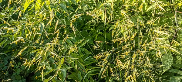 Свіжа Зелена Трава Вухами Суцвіть Bromus Sterilis Сонці Навесні — стокове фото