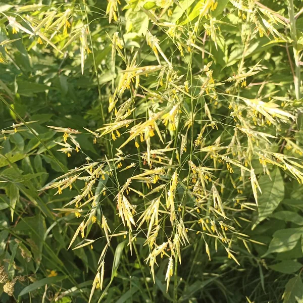 Herbe Verte Fraîche Avec Des Oreilles Inflorescences Bromus Sterilis Soleil — Photo