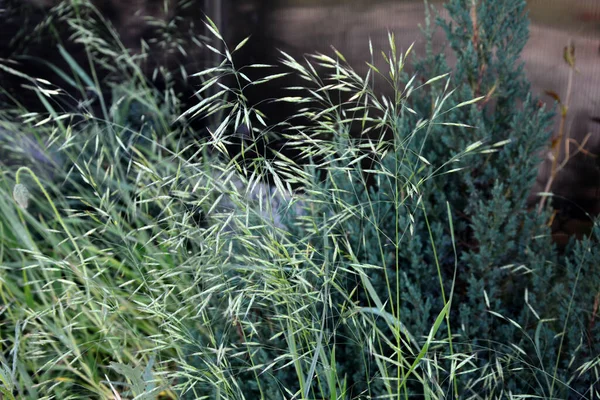Fresh Green Grass Ears Inflorescences Bromus Sterilis Sun Spring Barren — Stock Photo, Image