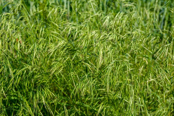 Bahar Mevsiminde Güneşte Taze Yeşil Otlar Bromus Sterilizasyonu Poaceae Ailesine — Stok fotoğraf