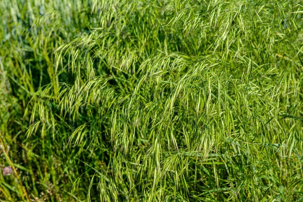 Φρέσκο Πράσινο Γρασίδι Αφτιά Από Ταξιανθίες Bromus Sterilis Στον Ήλιο — Φωτογραφία Αρχείου