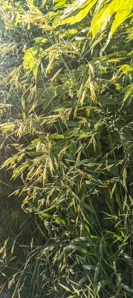 春に太陽の下で花序 ブロムス滅菌 の耳を持つ新鮮な緑の草 不毛のブロムは ポア科に属します ブロムス 野生の草原草の間の牧草地で成長します — ストック写真