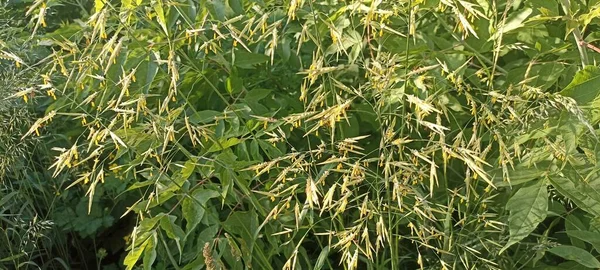 봄철에 일광욕을 불임증 임균은푸아 Poaceae Family Ily Bromus 속한다 — 스톡 사진