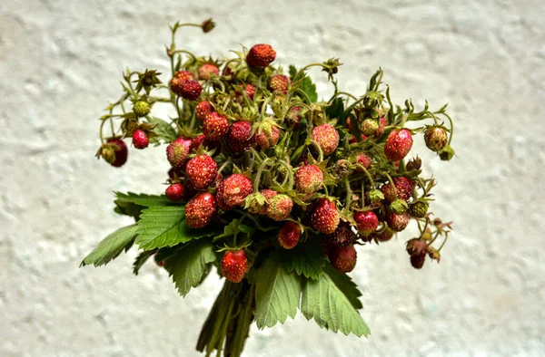Bouquet of wild strawberry.Sweet and healthy red wild berry.Close up view on the wild strawberries bouquet. Summer wild forest berries.Taste of summer.