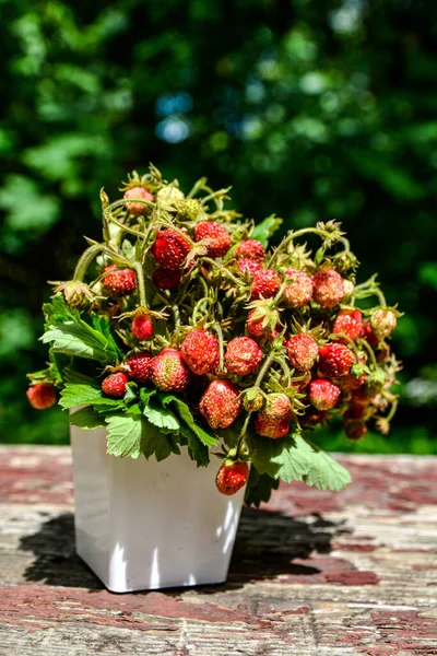 Bouquet Wild Strawberry Sweet Healthy Red Wild Berry Close View — Stock Photo, Image