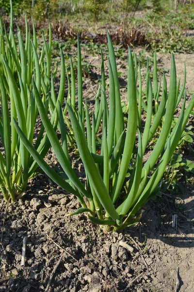 Allium Fistulosum Este Plantă Perenă Din Familia Narciselor Fost Cultivată — Fotografie, imagine de stoc