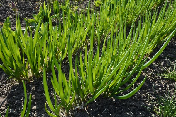 アリウムフィストロサム Allium Fistlosum はダフォジル科の多年生植物です 東洋では古くから重要な野菜として栽培されてきた — ストック写真