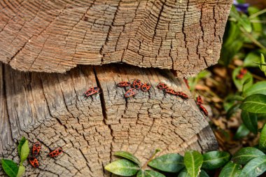 Bir ağaç gövdesinde bir çok itfaiyeci böcek vardır. Kırmızı böcekler ağaç kabuklarında otururlar. İtfaiye böceği sürüsü.
