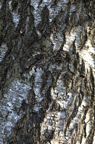 Doğal Huş Ağacı Kabuğu Arka Planı Huş Kabuğu Doğal Arka — Stok fotoğraf