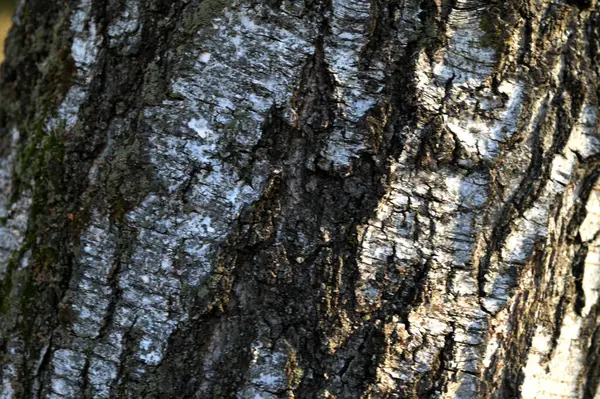 天然的桦树皮背景 原木树皮自然质地背景 自然背景 原木树皮 可供绘画 手工制作装饰品等用途 — 图库照片