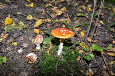 Ormandaki kırmızı mantarlar amanita muscaria, agarik sinek, amantia, rimel, farklı boyutlarda mantarlar. Ormandaki kırmızı manita mantarları..