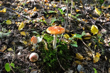 Ormandaki kırmızı mantarlar amanita muscaria, agarik sinek, amantia, rimel, farklı boyutlarda mantarlar. Ormandaki kırmızı manita mantarları..