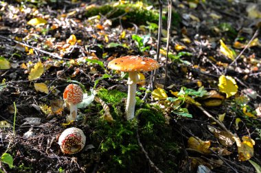 Ormandaki kırmızı mantarlar amanita muscaria, agarik sinek, amantia, rimel, farklı boyutlarda mantarlar. Ormandaki kırmızı manita mantarları..