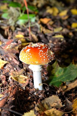 Ormandaki kırmızı mantarlar amanita muscaria, agarik sinek, amantia, rimel, farklı boyutlarda mantarlar. Ormandaki kırmızı manita mantarları..