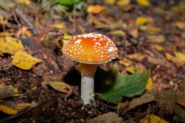 Ormandaki kırmızı mantarlar amanita muscaria, agarik sinek, amantia, rimel, farklı boyutlarda mantarlar. Ormandaki kırmızı manita mantarları..