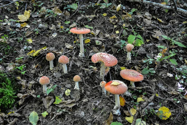 Ormandaki kırmızı mantarlar amanita muscaria, agarik sinek, amantia, rimel, farklı boyutlarda mantarlar. Ormandaki kırmızı manita mantarları..