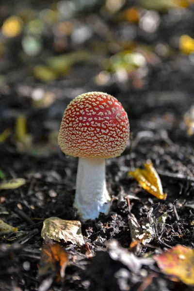 Tabourets Rouges Dans Les Bois Amanita Muscaria Fly Agaric Fly — Photo