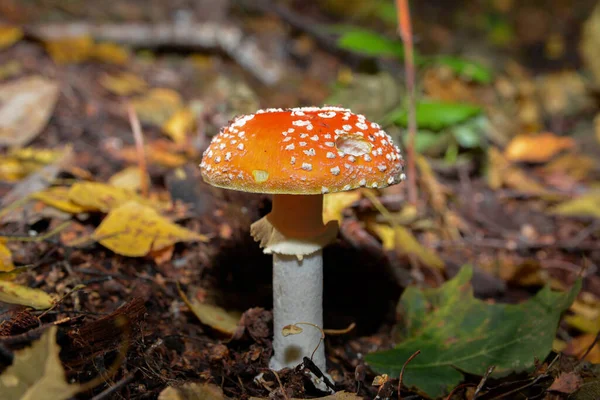 Toadstools Vermelhos Floresta Amanita Mosca Muscaria Mosca Agárica Amantia Amanita — Fotografia de Stock