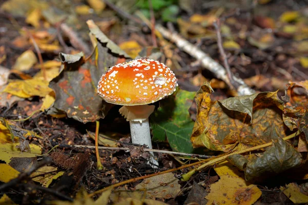 Κόκκινα Toadstools Στο Δάσος Amanita Muscaria Πετάξει Agaric Μύγα Amantia — Φωτογραφία Αρχείου