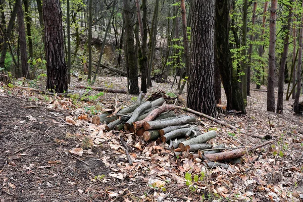 Preparación Leña Para Invierno Montones Leña Bosque Fondo Leña Árboles —  Fotos de Stock
