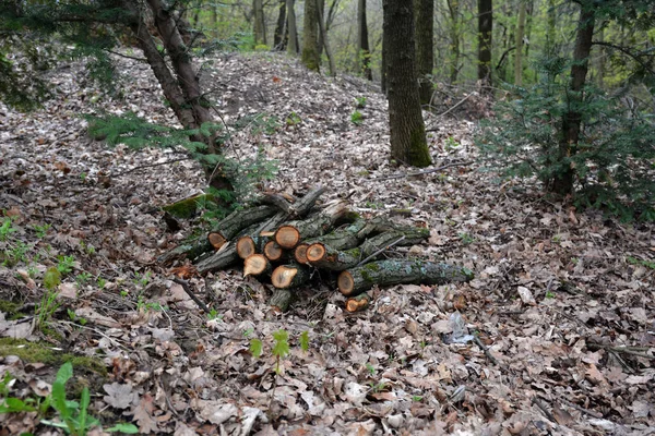 冬の薪の準備 森の中の薪のスタック 薪の背景 樹液と刻んだ木 積み木の丸太 — ストック写真