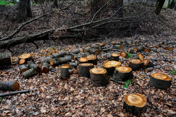 Příprava Palivového Dříví Zimu Hromádky Dříví Lese Zázemí Palivového Dříví — Stock fotografie