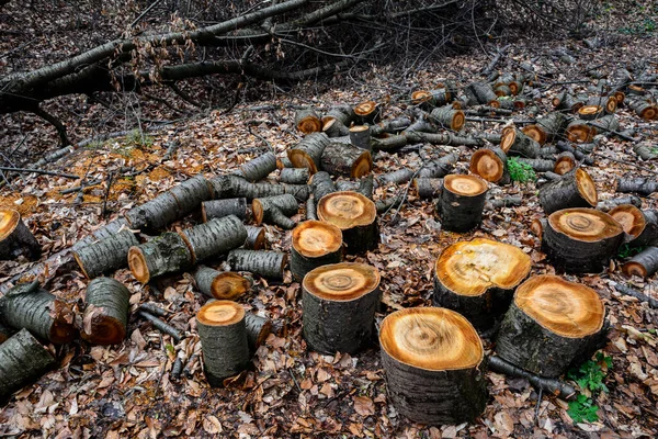 Příprava Palivového Dříví Zimu Hromádky Dříví Lese Zázemí Palivového Dříví — Stock fotografie