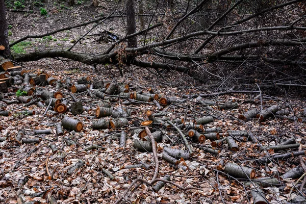 Preparação Lenha Inverno Pilhas Lenha Floresta Fundo Lenha Serrado Árvores — Fotografia de Stock