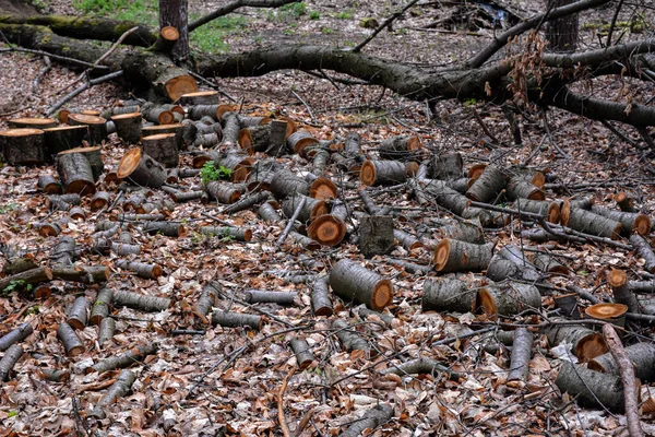 Preparación Leña Para Invierno Montones Leña Bosque Fondo Leña Árboles —  Fotos de Stock