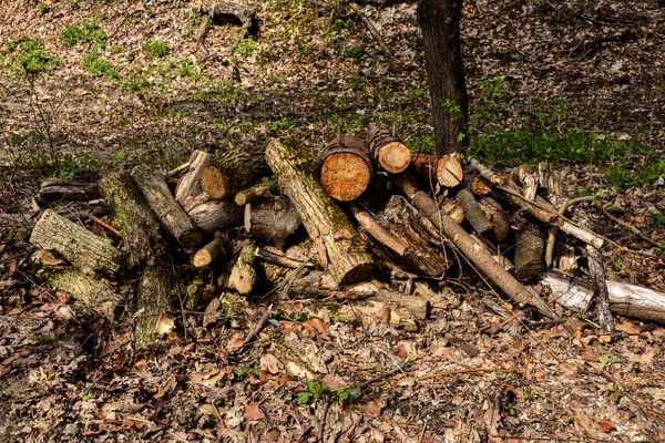 Voorbereiding Van Brandhout Voor Winter Stapels Brandhout Het Bos Brandhout — Stockfoto