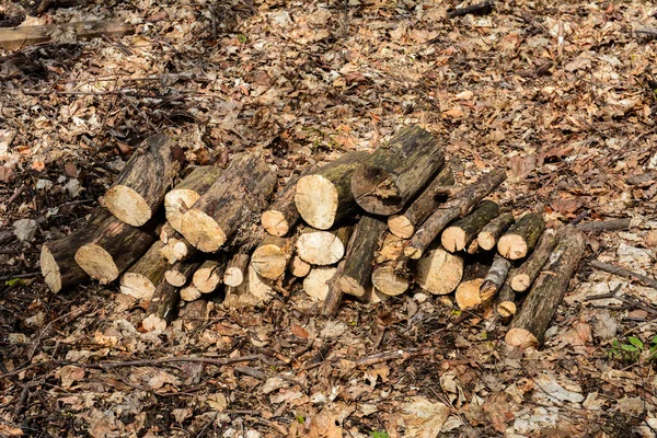 Przygotowanie Drewna Opałowego Zimę Stos Drewna Opałowego Lesie Drewniane Tło — Zdjęcie stockowe
