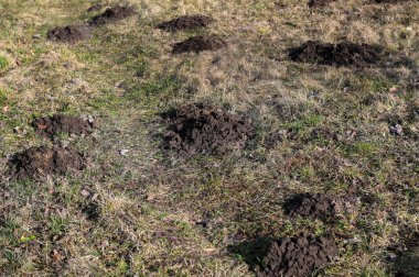 Güneşli bir baharın ilk günlerinde bir dağ çayırında bir sürü köstebek. Güneşli bir günde köstebek popülasyonu tarafından yapılan çimlerde yeni köstebek yuvaları..