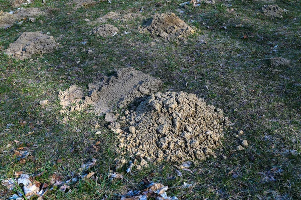 Many Moles Mountain Meadow Sunny Day Early Spring New Molehills — Stock Photo, Image