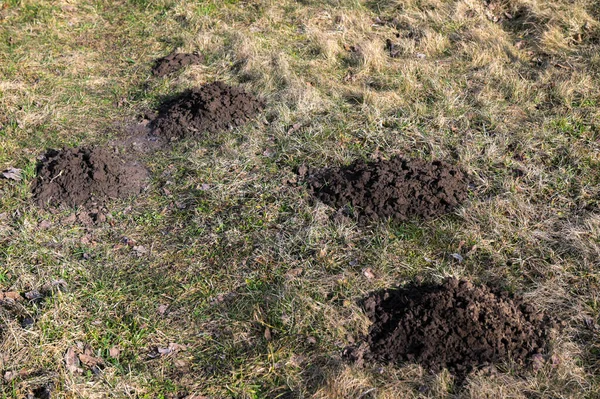 Many Moles Mountain Meadow Sunny Day Early Spring New Molehills — Stock Photo, Image
