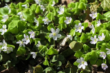 Ormandaki güneşli bir arazide beyaz çiçekler ve yeşil yonca yaprakları. Güneşli bir bahar gününde Oxalis asetosella 'nın küçük çiçekleri..