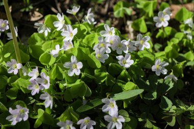 Ormandaki güneşli bir arazide beyaz çiçekler ve yeşil yonca yaprakları. Güneşli bir bahar gününde Oxalis asetosella 'nın küçük çiçekleri..