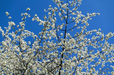 Beyaz çiçek açan kiraz ağacının (Latince adı: prunus), mayıs ayında, beyaz çiçekler ve mavi gökyüzü arkaplanda bulunan kiraz ağacının (Prunus avium) yakın plan resmi.