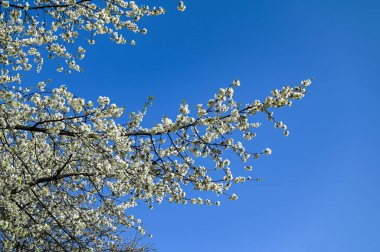Beyaz çiçek açan kiraz ağacının (Latince adı: prunus), mayıs ayında, beyaz çiçekler ve mavi gökyüzü arkaplanda bulunan kiraz ağacının (Prunus avium) yakın plan resmi.